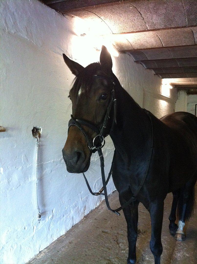 Dansk Varmblod Don Dancer billede 11