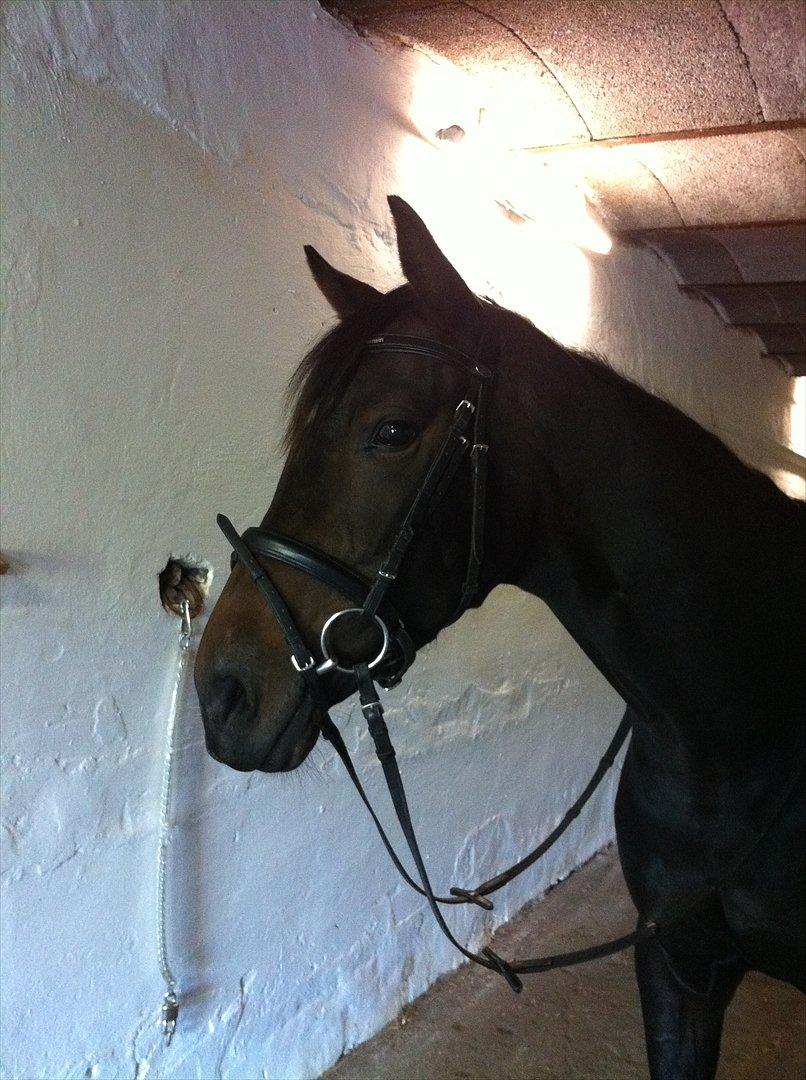 Dansk Varmblod Don Dancer billede 12