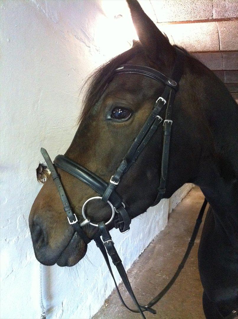 Dansk Varmblod Don Dancer billede 13