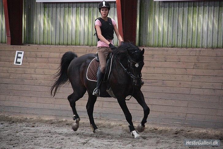 Dansk Varmblod Sazkibard S *My Soulmate* - Du er min stjerne Sazki! ♥ billede 5