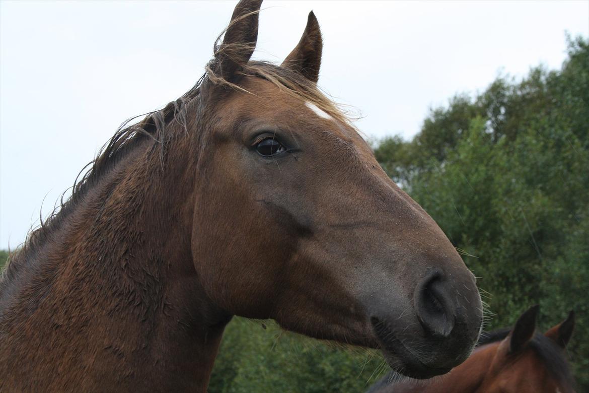 Anden særlig race Ascana "solgt" - Velkommen til skønhedens profil :D billede 1