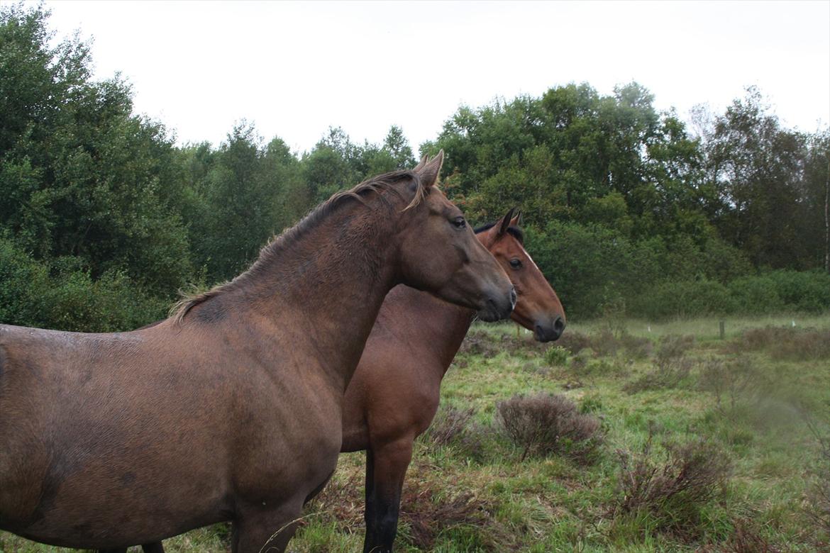 Anden særlig race Ascana "solgt" billede 2