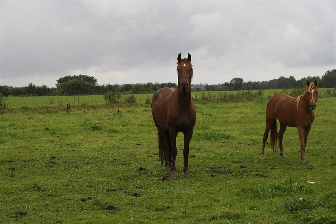 Anden særlig race Ascana "solgt" billede 3