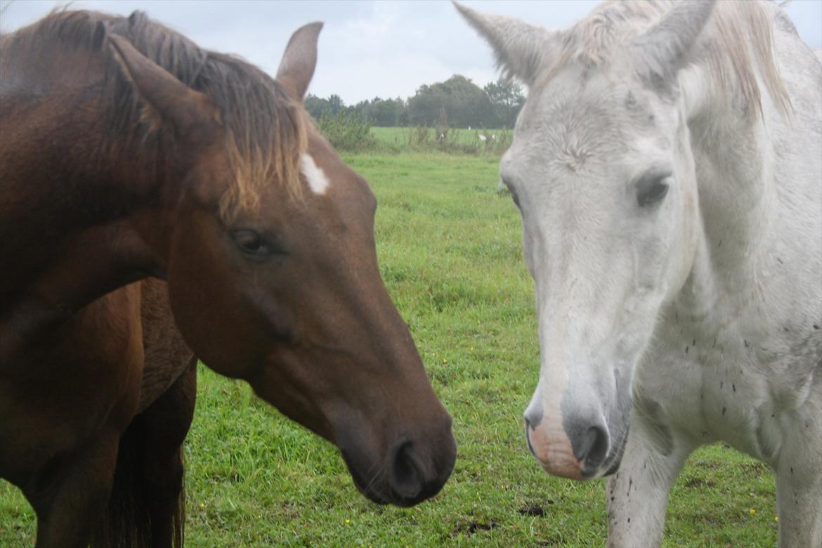 Anden særlig race Ascana "solgt" - Cana & Sir  billede 4