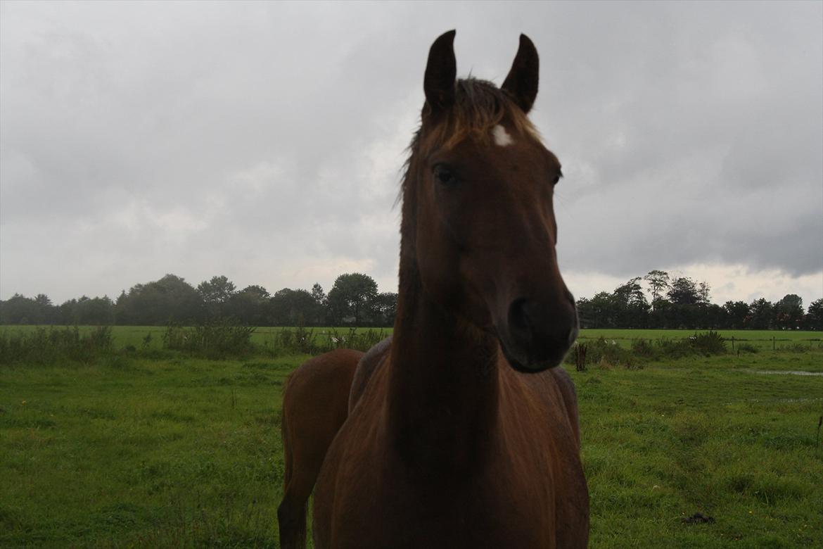 Anden særlig race Ascana "solgt" billede 5