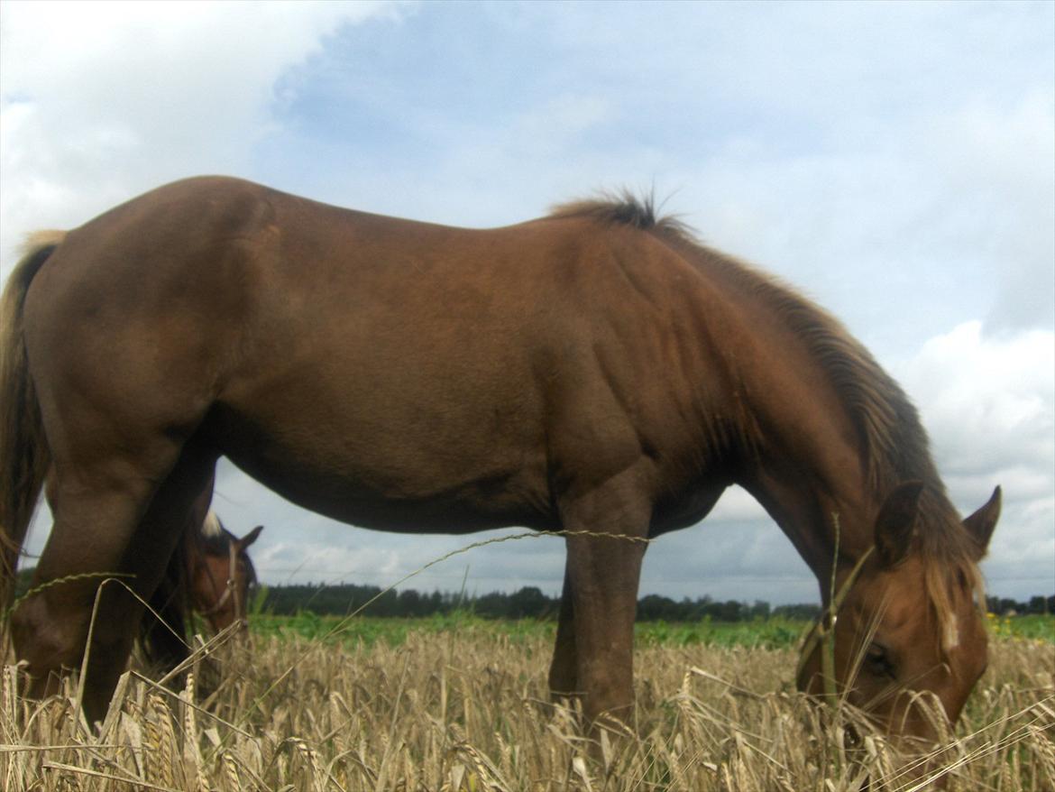 Anden særlig race Ascana "solgt" - sommeren 2010 billede 6