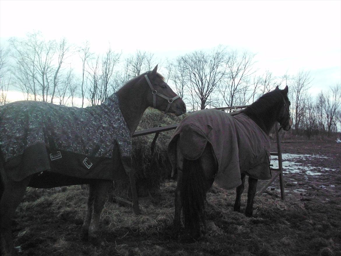 Anden særlig race Ascana "solgt" - vinteren 2010/2011 billede 7