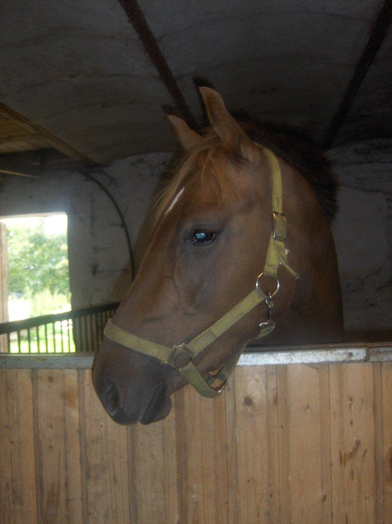 Anden særlig race Ascana "solgt" billede 8