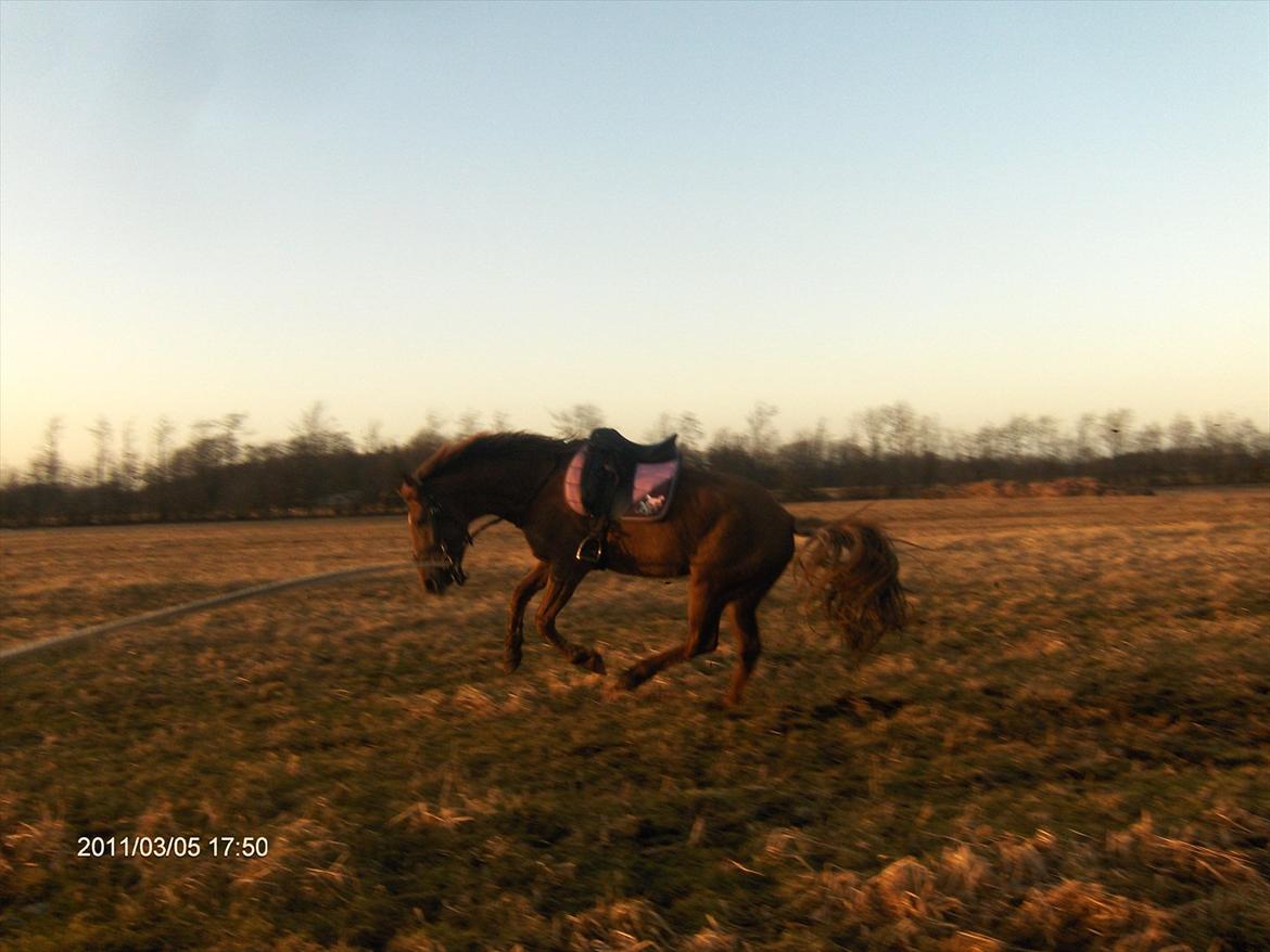 Anden særlig race Ascana "solgt" - øhh ja..  billede 9