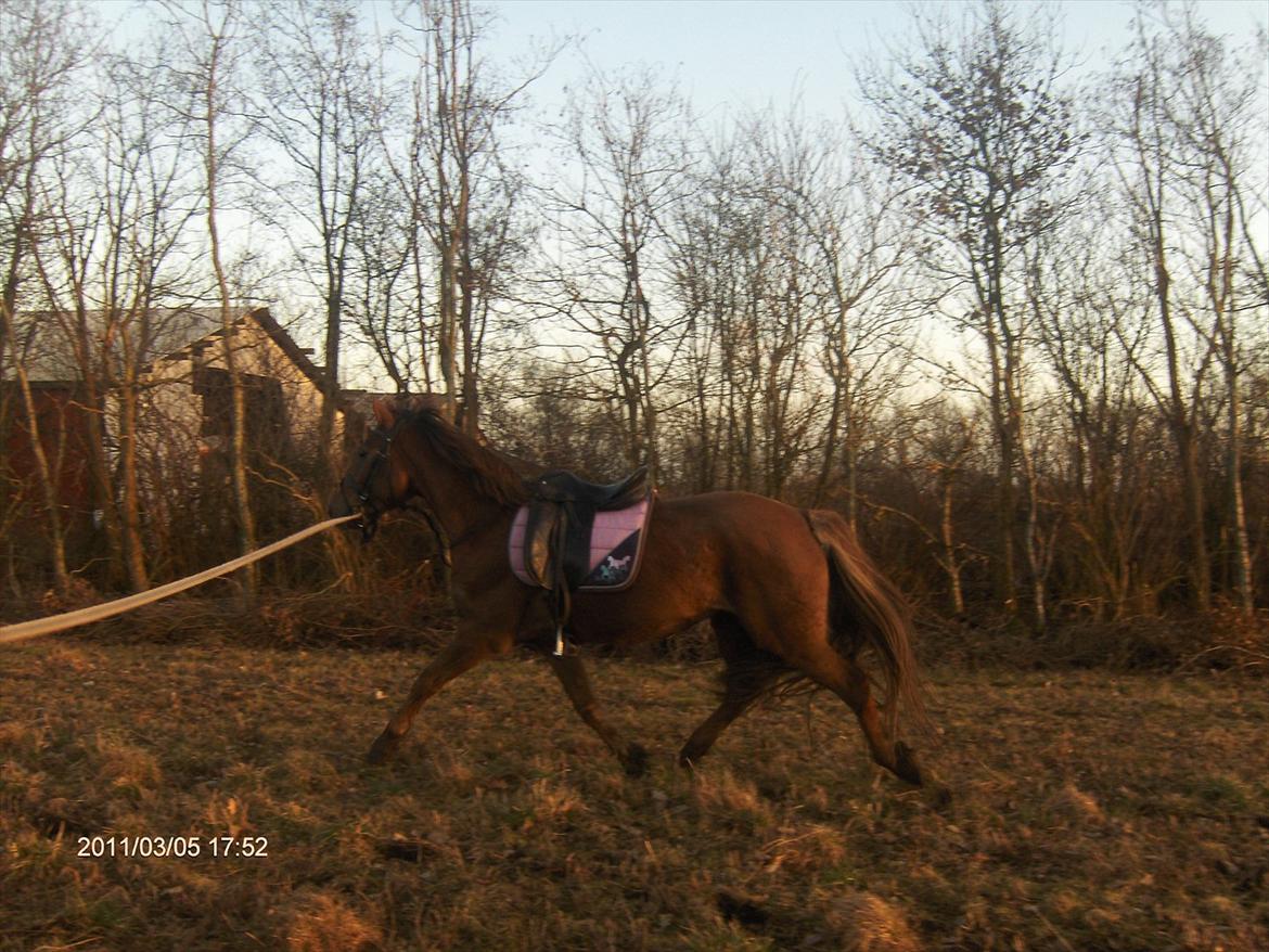 Anden særlig race Ascana "solgt" billede 10