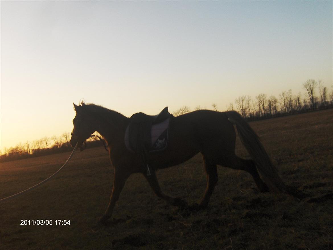 Anden særlig race Ascana "solgt" billede 11