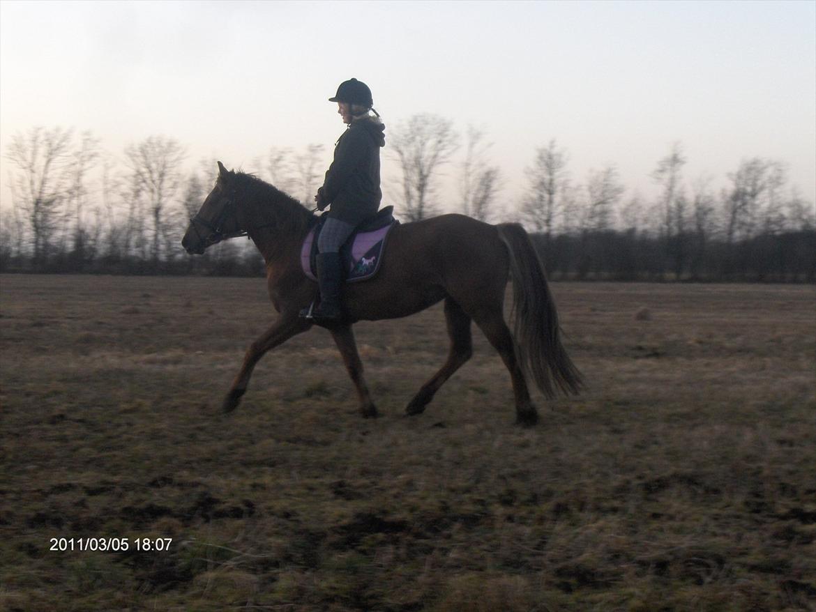 Anden særlig race Ascana "solgt" billede 12