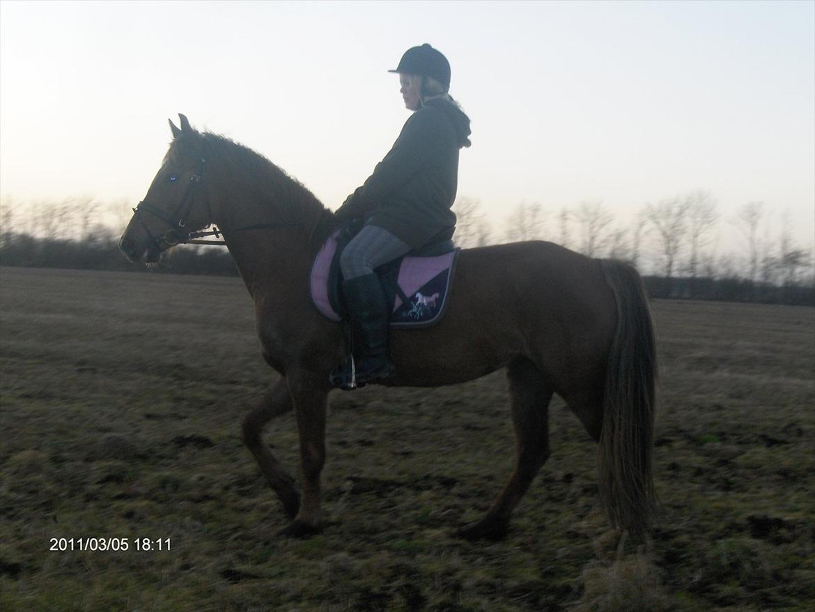 Anden særlig race Ascana "solgt" billede 13