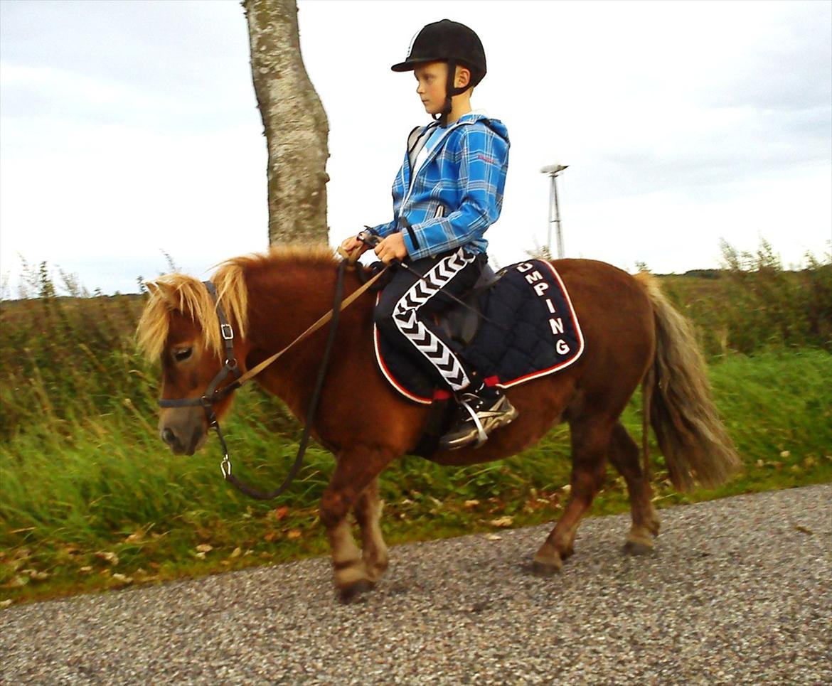 Shetlænder Bella billede 3