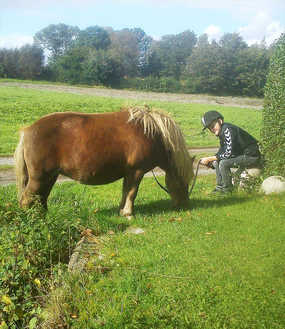 Shetlænder Bella billede 7