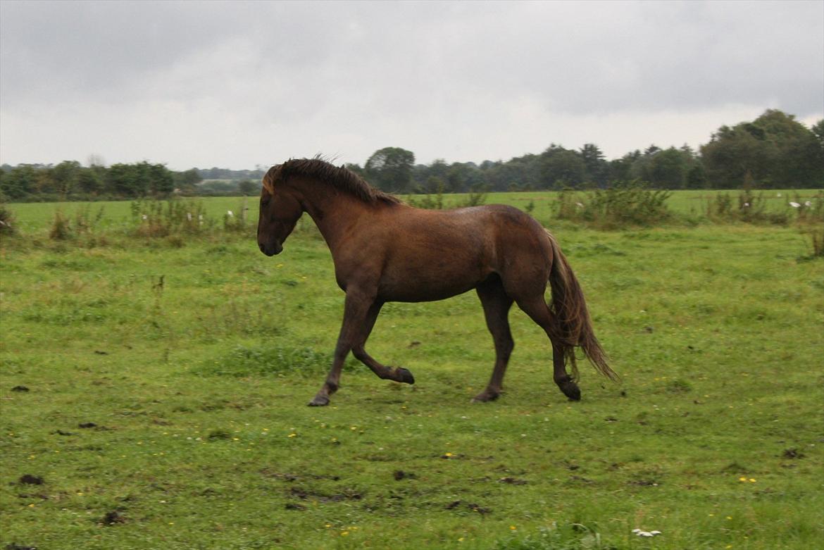 Anden særlig race Ascana "solgt" billede 14