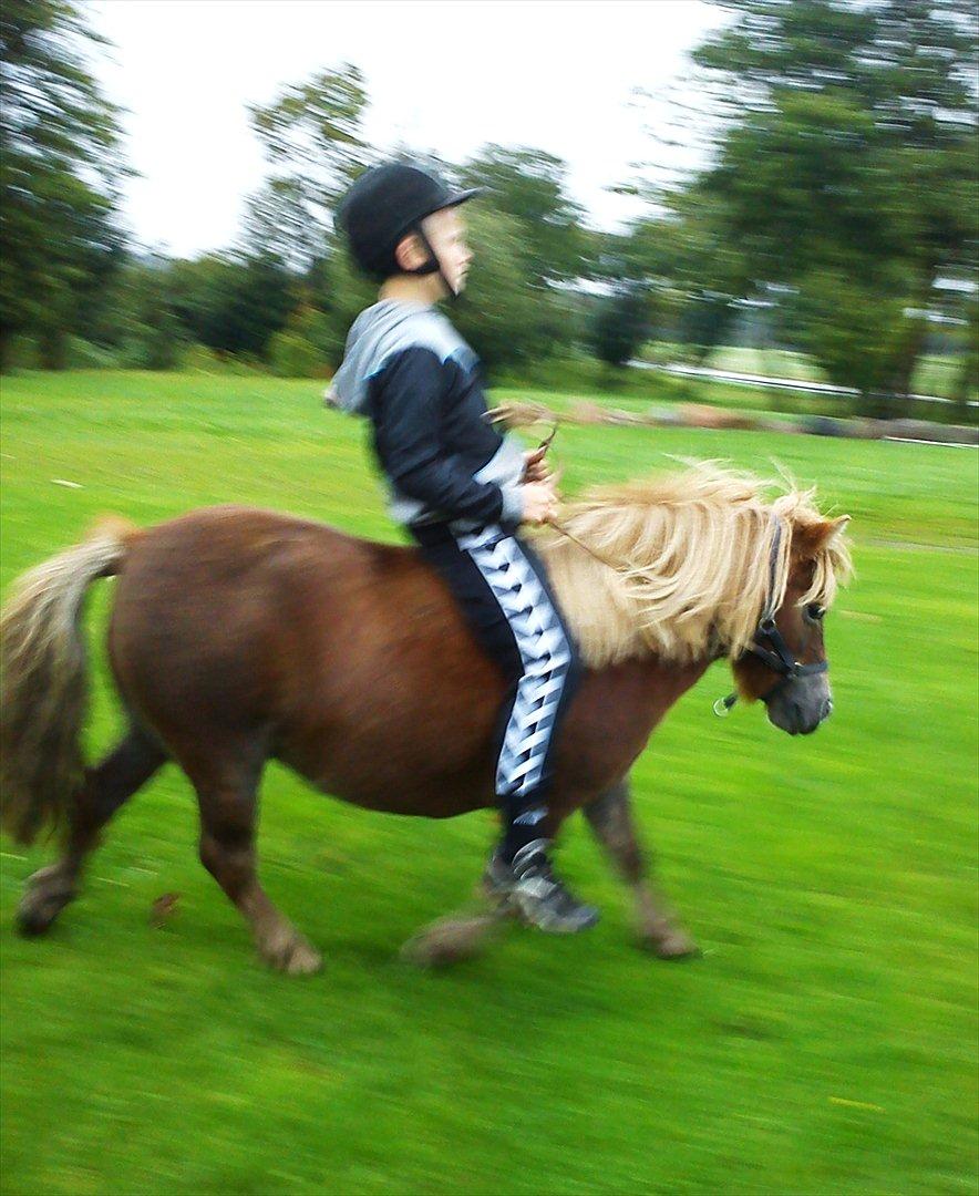 Shetlænder Bella billede 6