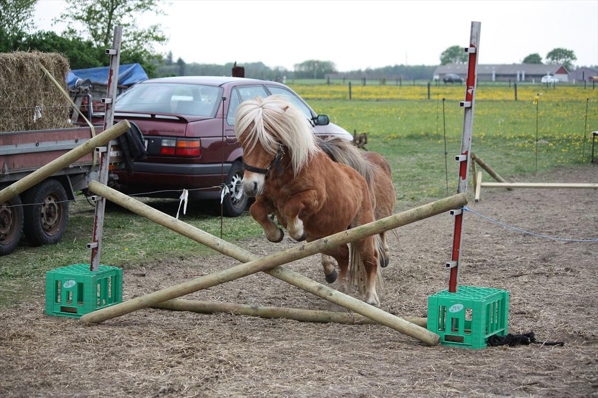 Shetlænder Sir Walther - Løsspring første gang foto: tina billede 3