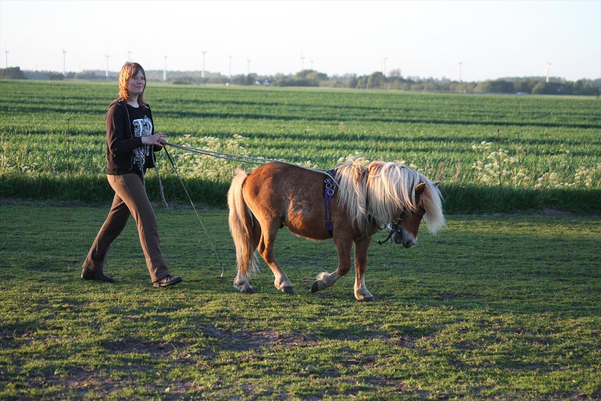 Shetlænder Sir Walther - for lange liner første gang foto: tina billede 6