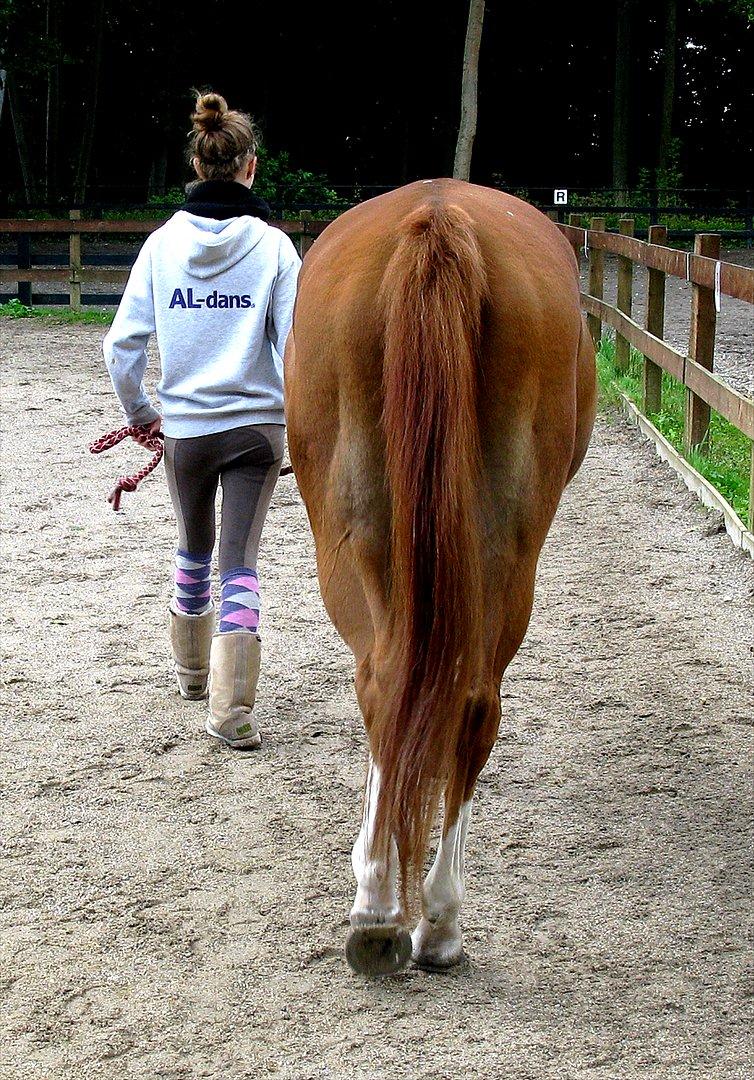 Arabisk fuldblod (OX) Maglebjergs My Girl Laura - Just follow me, i'll lead the way to our future! ♥
September 2011, alt for lang tid siden..
Billed: Alice billede 18
