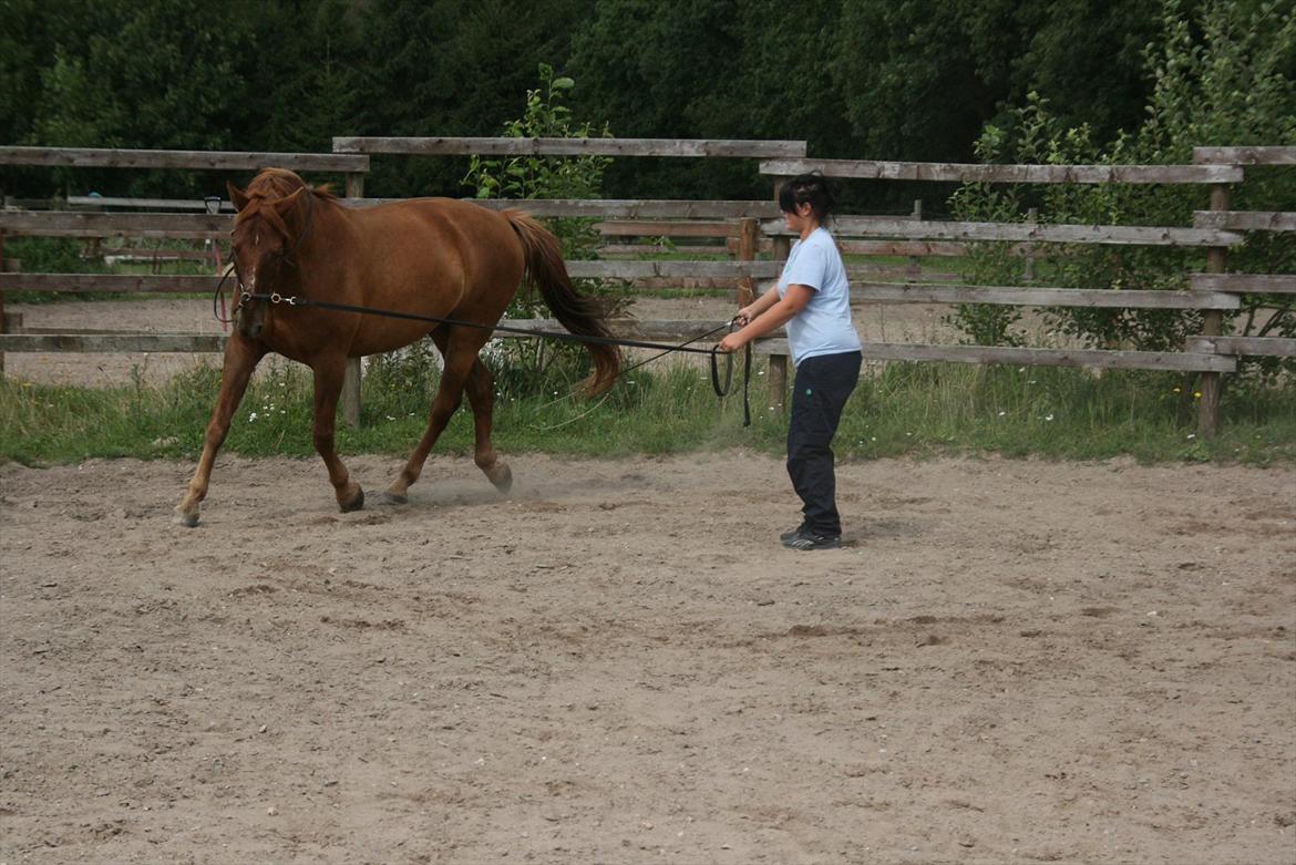 Anden særlig race Sir Duke ¤Mit et & alt¤ billede 11