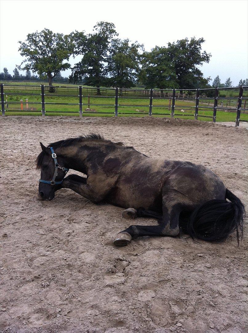 Anden særlig race Noah - Bøffe hygger sig <3  billede 19