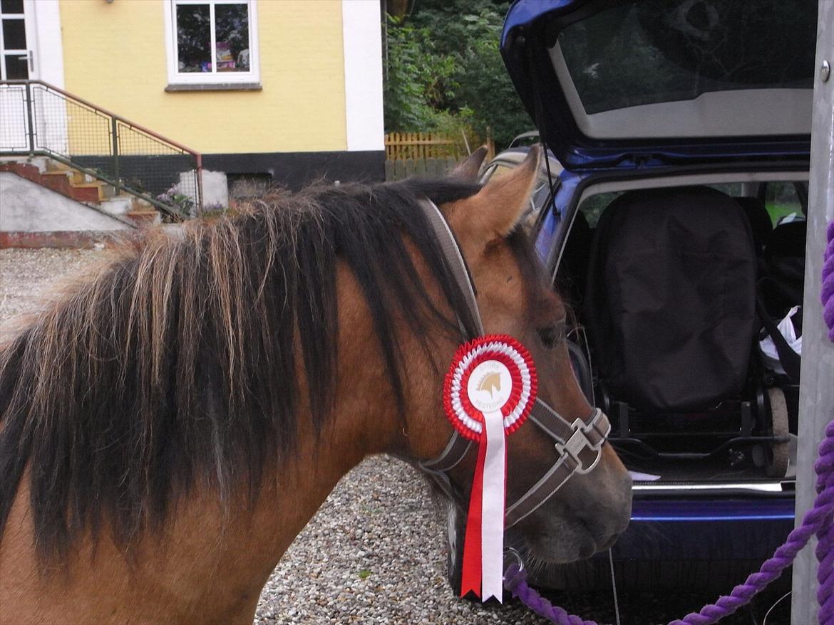 Welsh Pony af Cob-type (sec C) Doheema Alladin 4 Socks H - Alladin med sin fine rosette efter st. hestedag 2011 billede 1