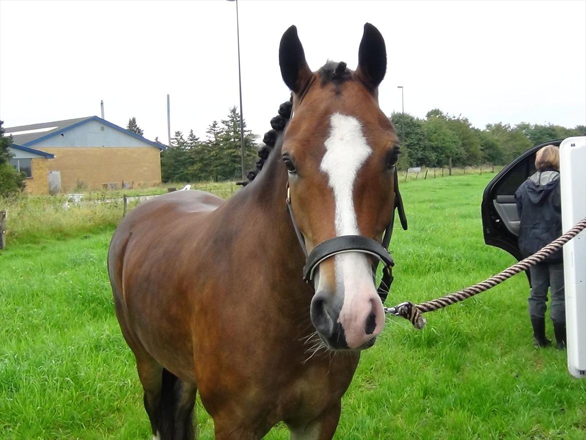 Anden særlig race Kaspar - Så dejlig og ha med! billede 12