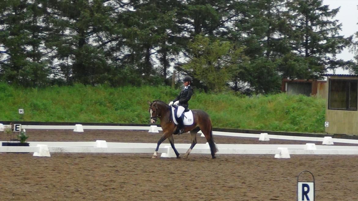 Anden særlig race Kaspar - Kasper du er helt perfekt!
Lb1 vi rider til 69% og en 1 plads. billede 5