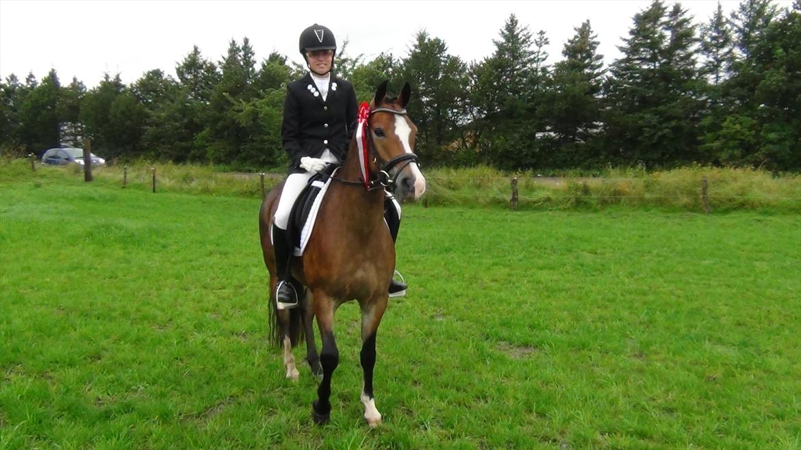 Anden særlig race Kaspar - Lb1 69% billede 1