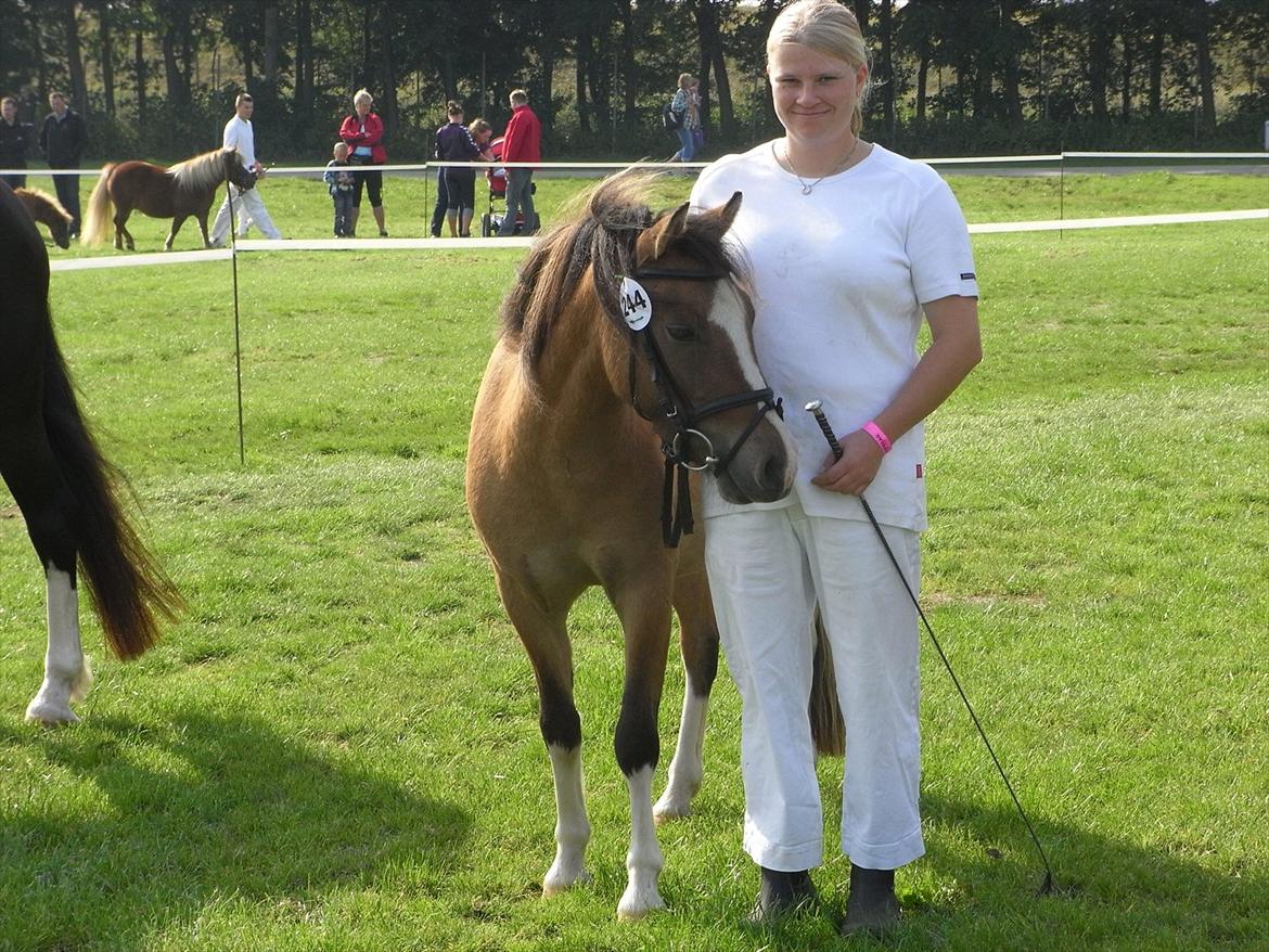 Welsh Pony af Cob-type (sec C) Doheema Alladin 4 Socks H - Alladin nr. 2 ud af 8 med 8 i helhed og dejlig beskrivelse til st. hestedag 2011
 billede 15