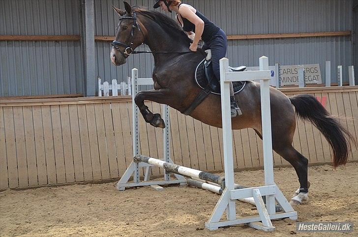 Dansk Varmblod Goodwill Future  - Første gang Futte'pigen springer med rytter (: billede 6