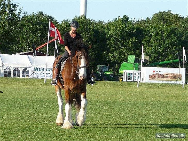 Shire Bjerggårdens John little (stjerne på himmelen)  billede 14