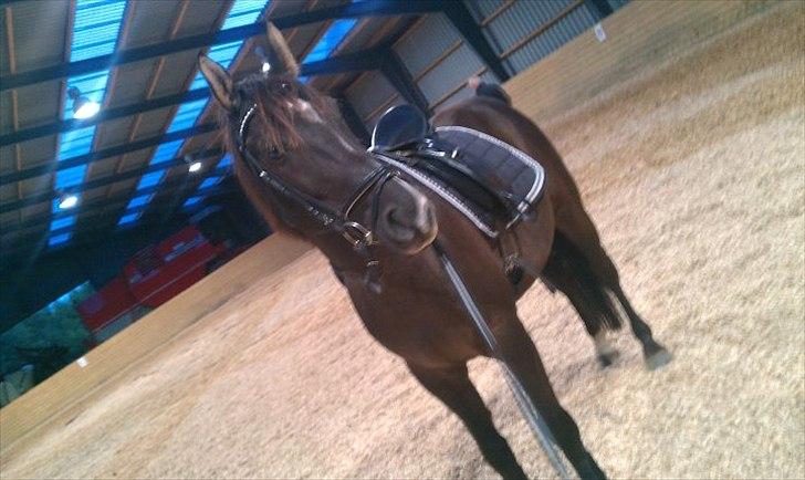 Fuldblod (XX) Matcho R.I.P du elsket og savnet - smuksakken <3 billede 5