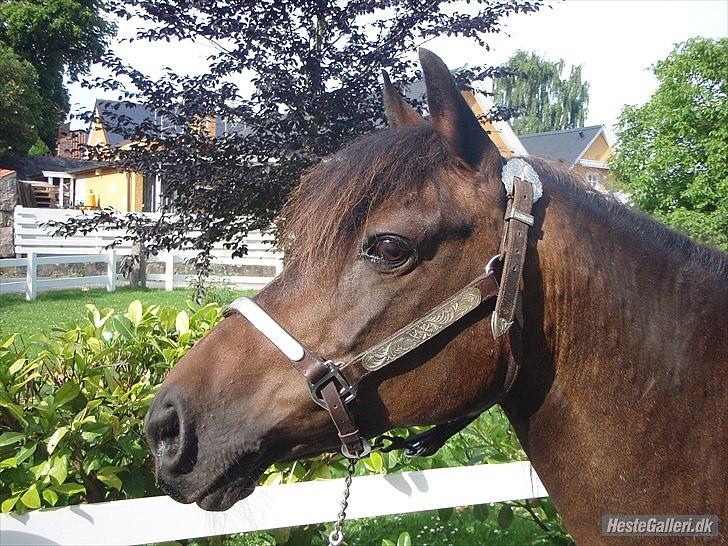 Anden særlig race | Amina *1991 † 2012 - 29. juli. Klar til Halterklasser billede 5