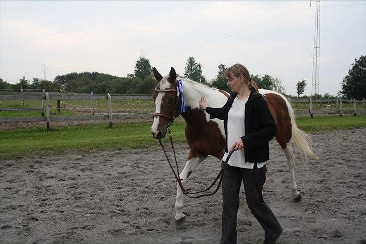 Pinto Starlight. PIN 754. - Starlight med sin fine roset :) billede 5