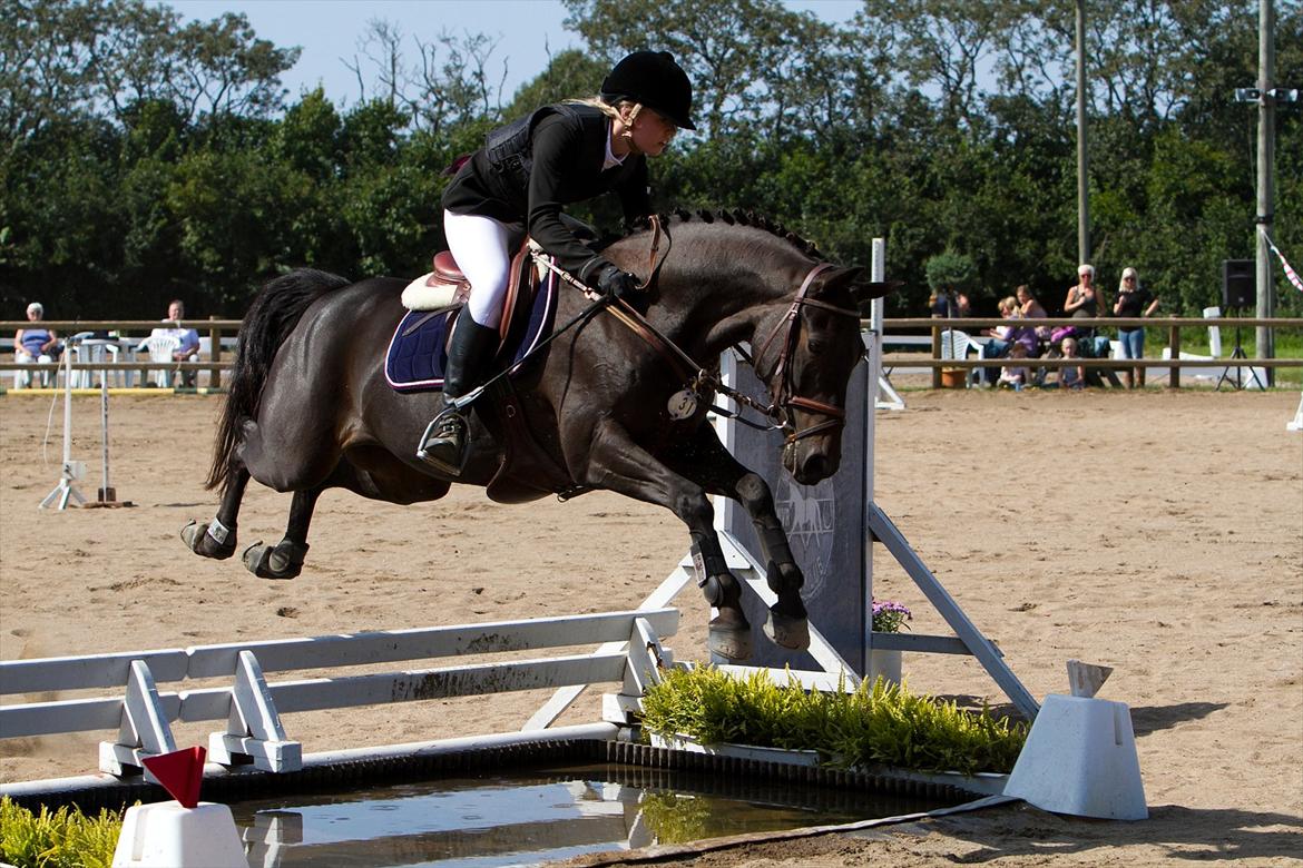 Welsh Pony (sec B) Birkholm's Lars (Gaston) billede 19