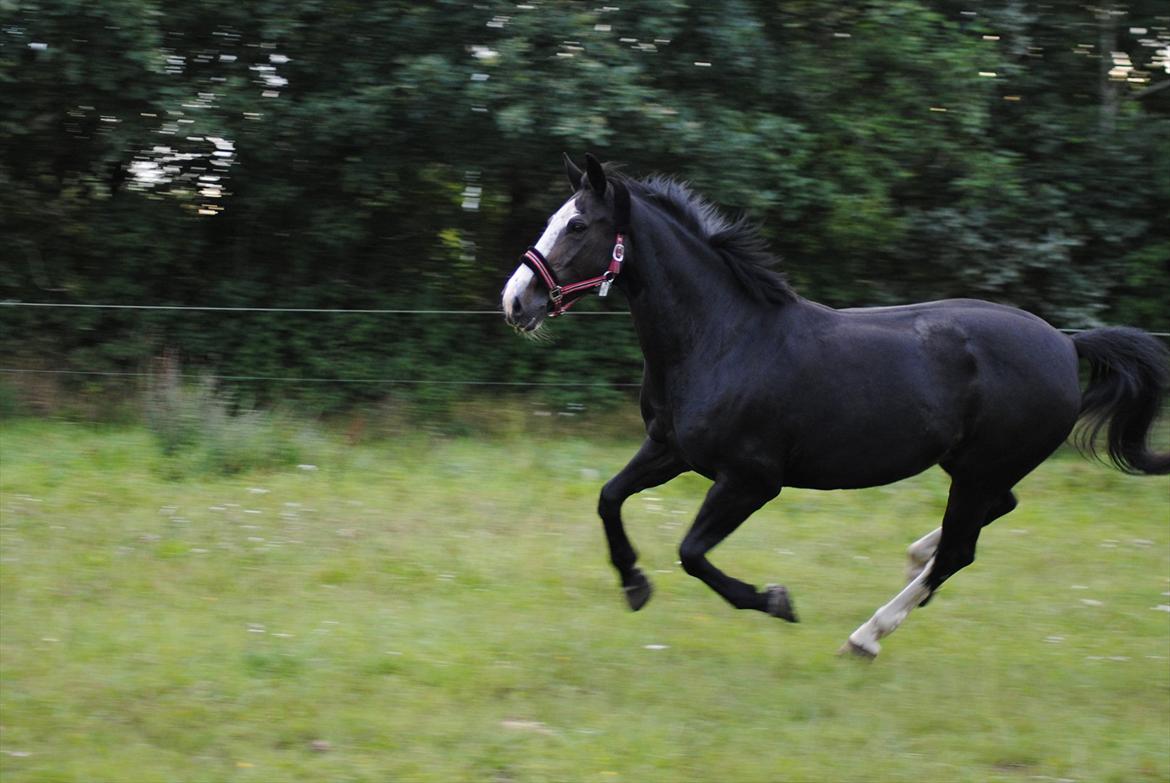 Hollandsk Varmblod Moberlina <3 Prinsessen<3 - Galop på folden xD Foto: mig selv (Låner Maiken Nielsens Camera) billede 7