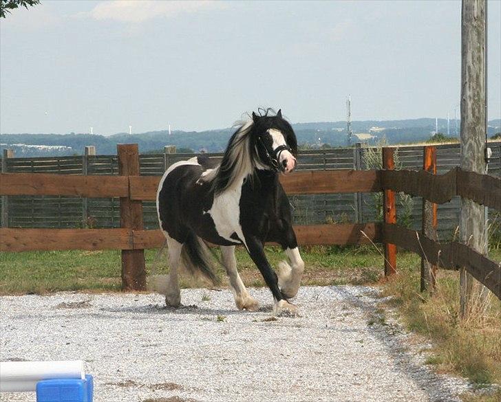 Tinker Sir Elliot - Hej!
Velkommen til Elliot's profil, smid meget gerne en kommentar, og stem også gerne i hans udfordringer:-) billede 1