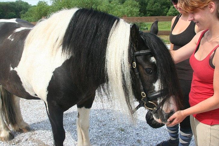 Tinker Sir Elliot billede 4