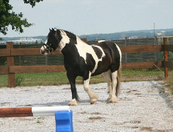 Tinker Sir Elliot billede 8