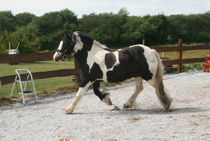 Tinker Sir Elliot billede 7