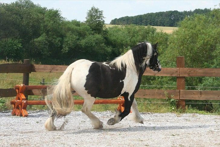 Tinker Sir Elliot billede 9