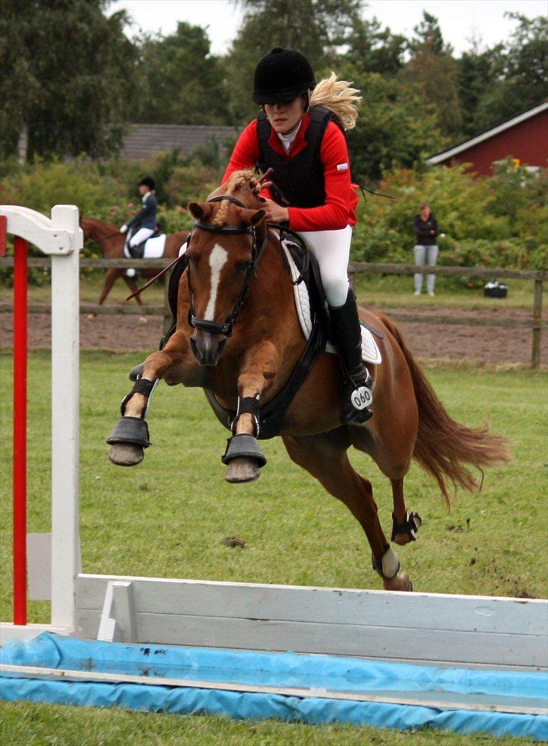 Anden særlig race Buster - Vandgrav MB Djursland Rideklub  billede 17