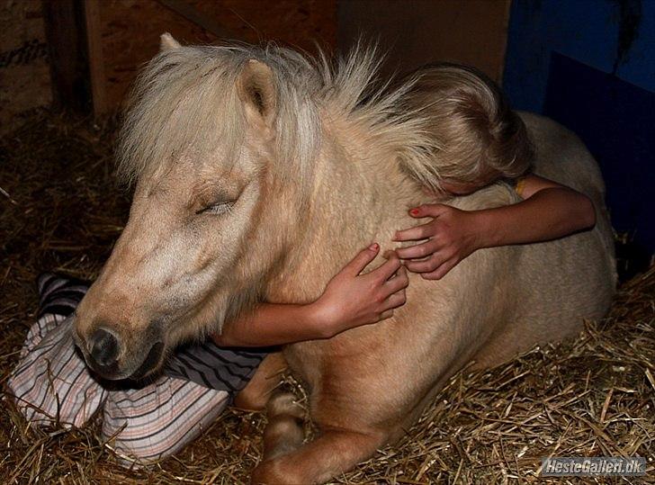 Shetlænder Sandagers Elvis - You are the dream in my head, the voice in my mouth <3 billede 20