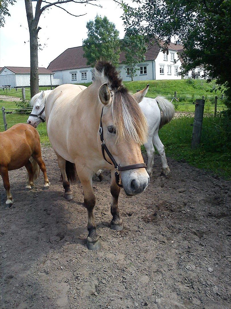 Fjordhest Thea billede 9