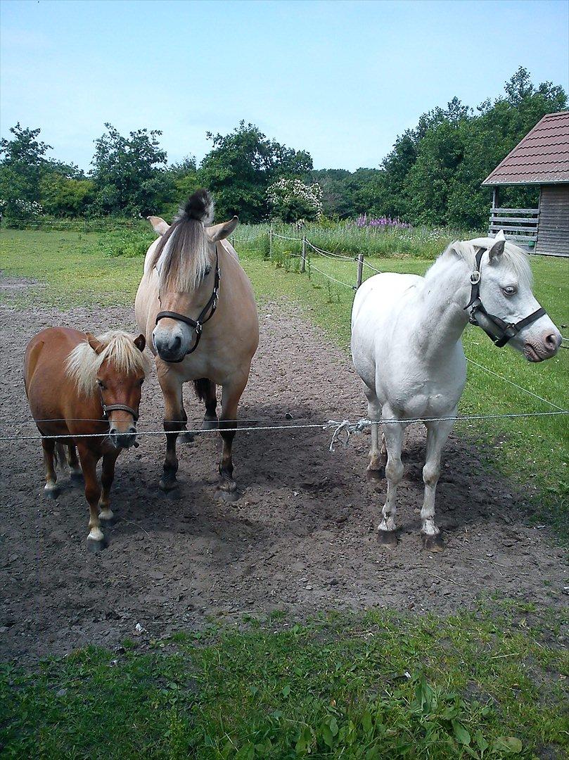 Fjordhest Thea billede 10