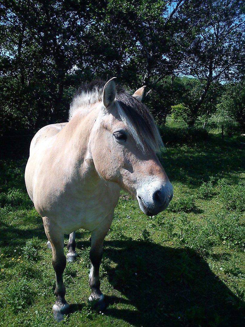 Fjordhest Thea billede 11