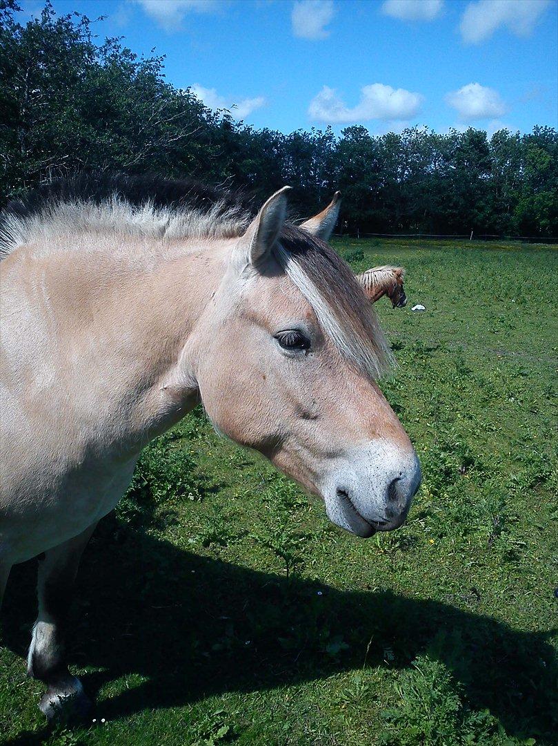 Fjordhest Thea billede 12