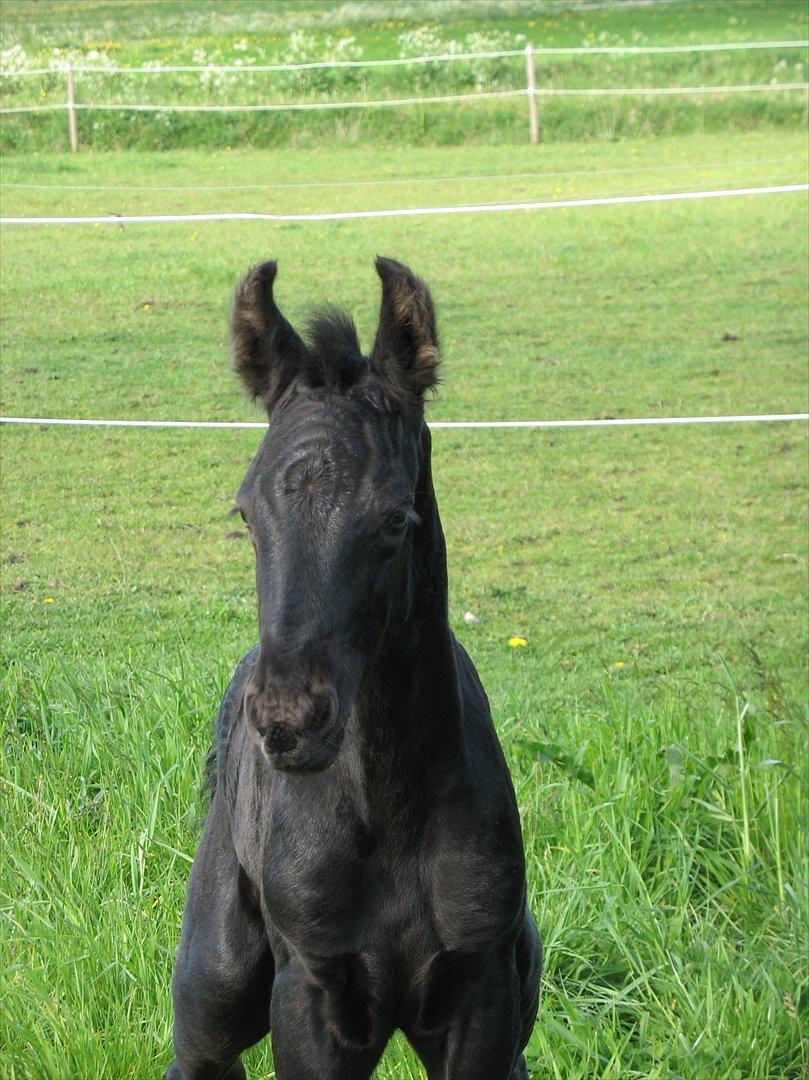 Frieser LaKriz af Grønagergaard STER - Første gang på fold. 1 dag gammel:-) billede 16